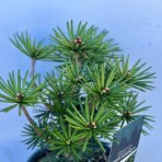 Dáždnikovec praslenovitý (Sciadopitys Verticillata) ´GREEN DIAMOND´ - japonská borovica – výška: 25-35 cm, kont. C3L (-29°C)